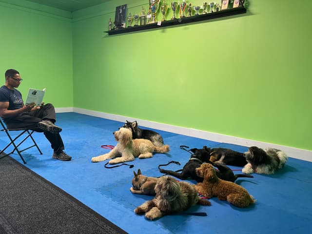 Dog training session