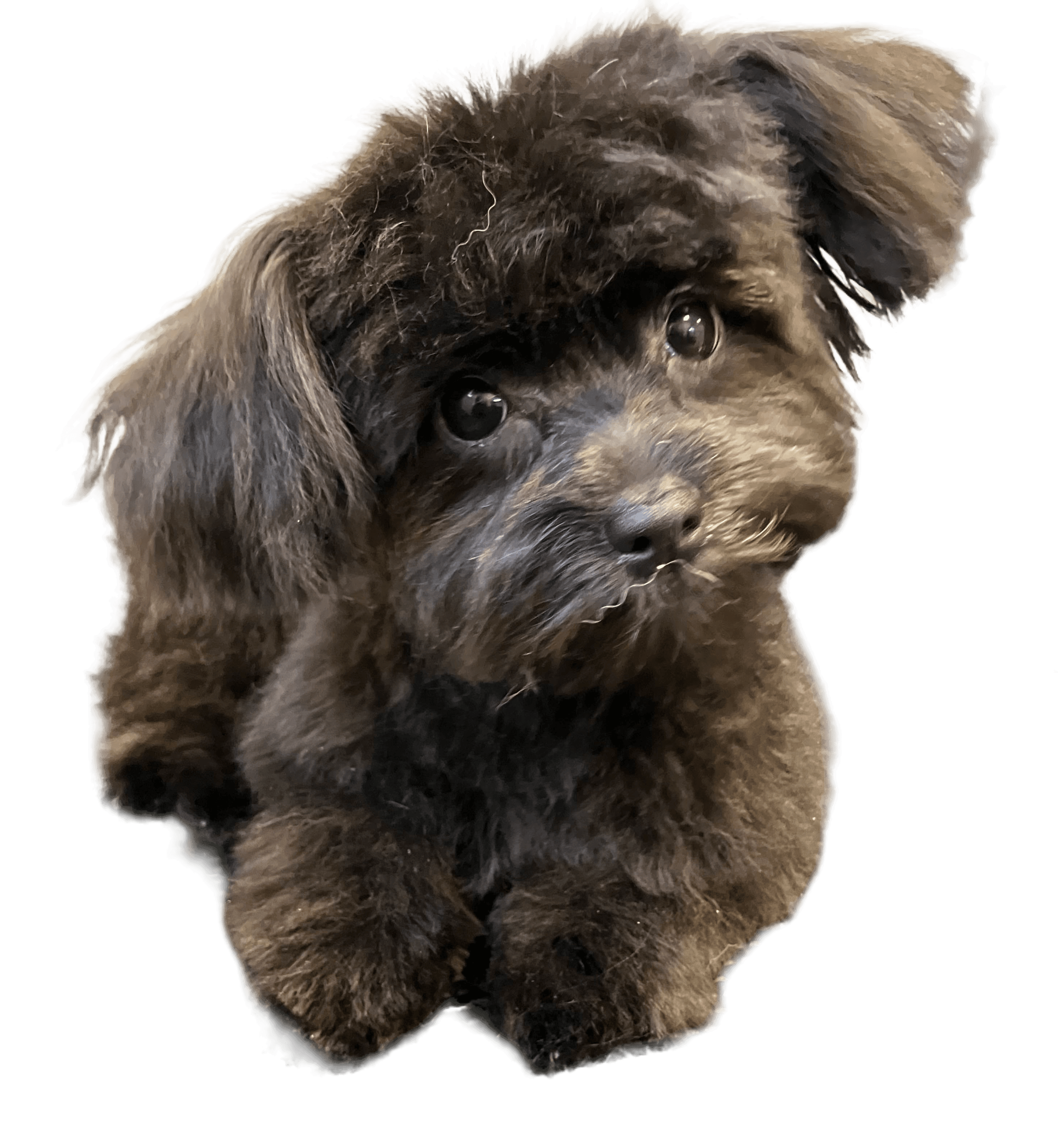 Happy groomed dog