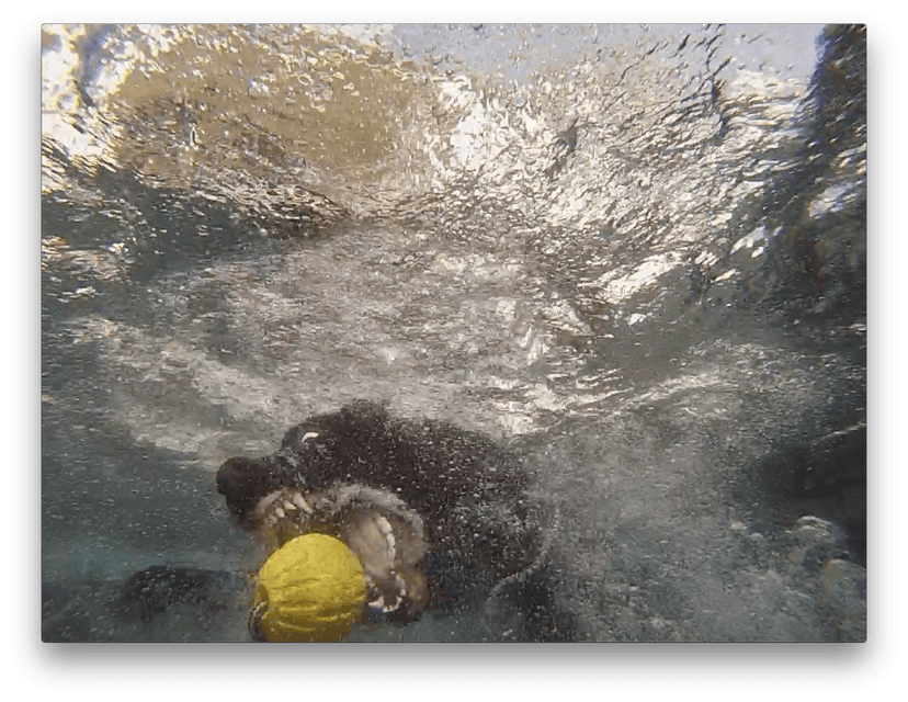 PUPPY SWIMMING LESSONS