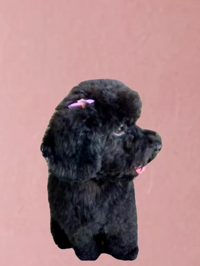 Groomed dog 1