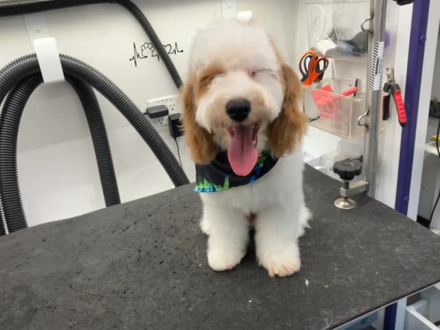Groomed dog 3