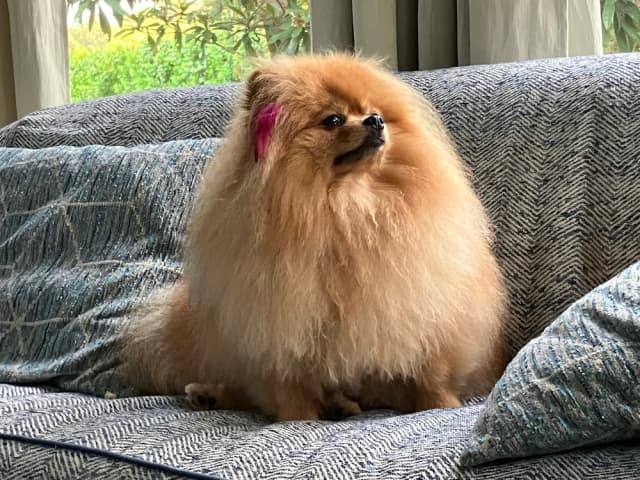 Groomed dog 5