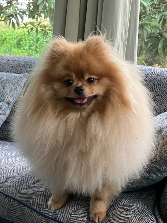 Groomed dog 6