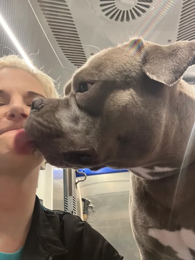 Groomed dog 7
