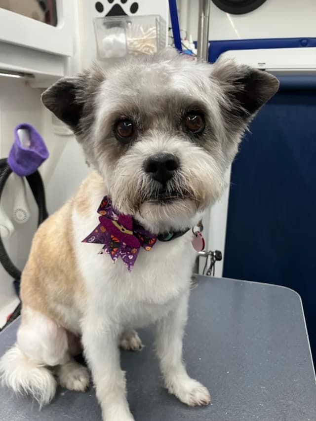 Groomed dog 8