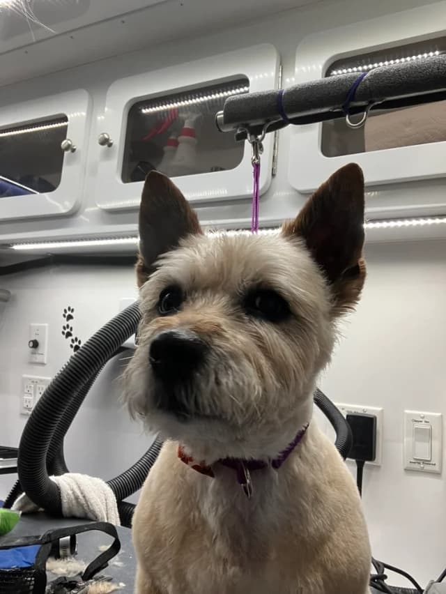 Groomed dog 9