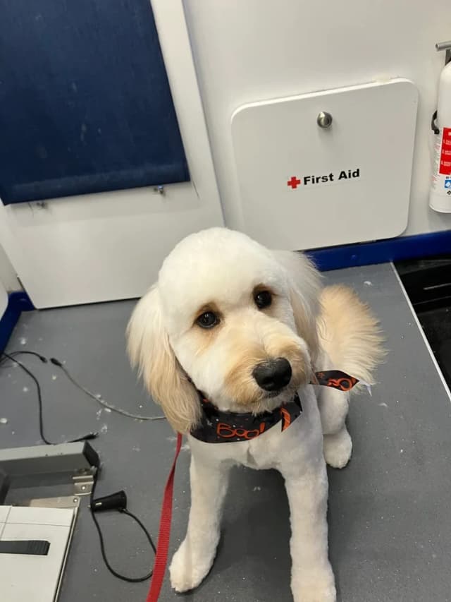 Groomed dog 10