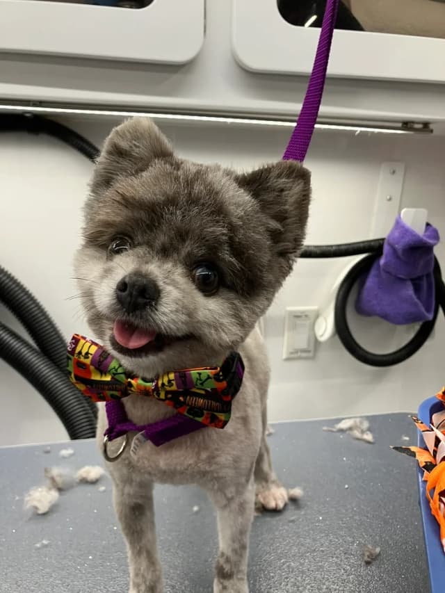 Groomed dog 11