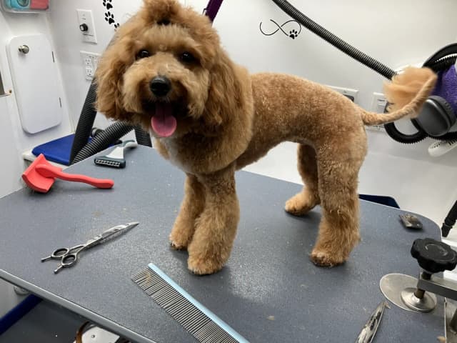 Groomed dog 13