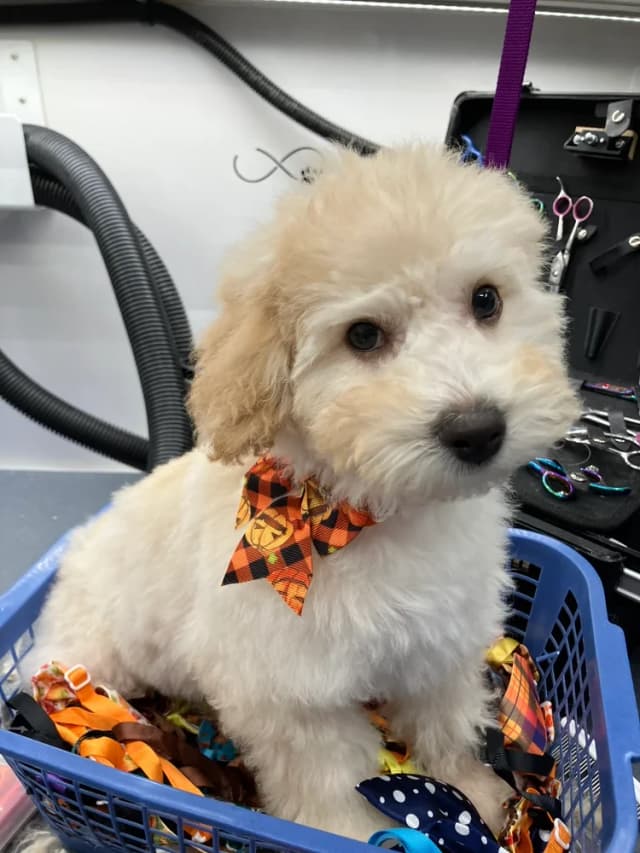 Groomed dog 14