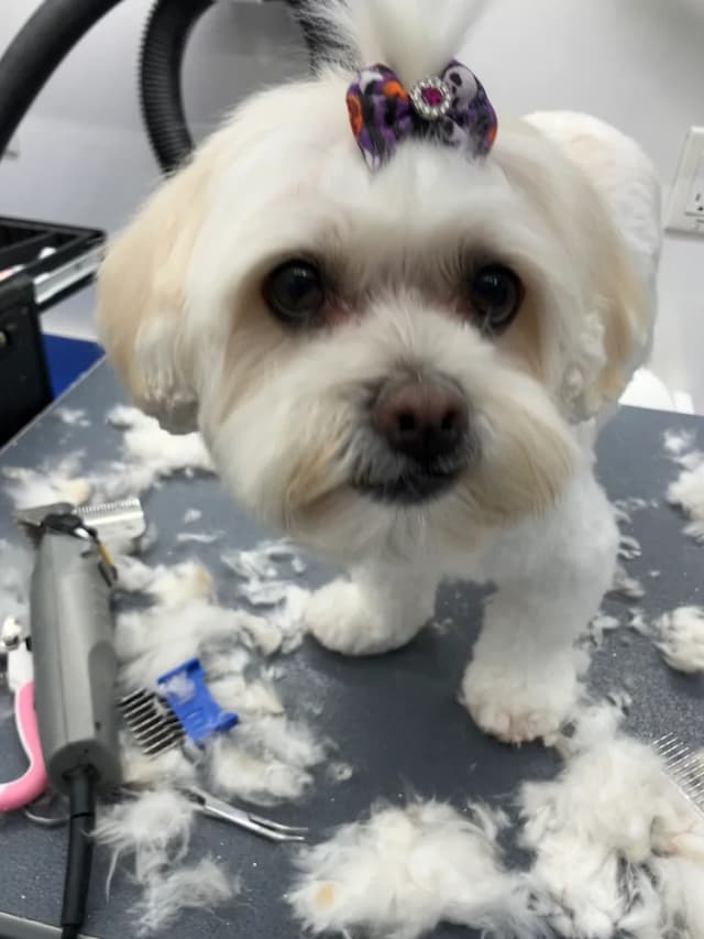Groomed dog 15