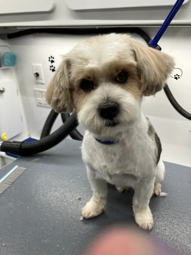 Groomed dog 16