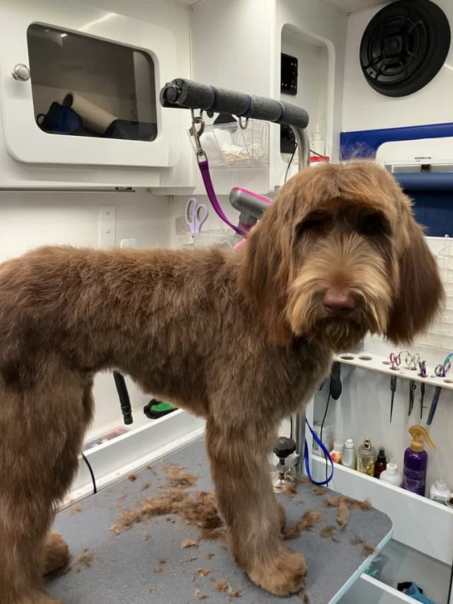 Groomed dog 17