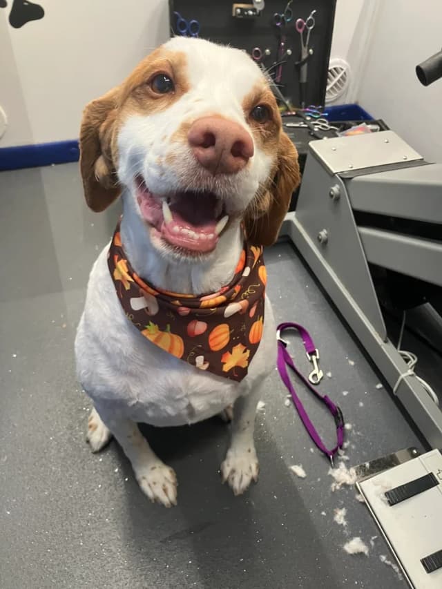 Groomed dog 18