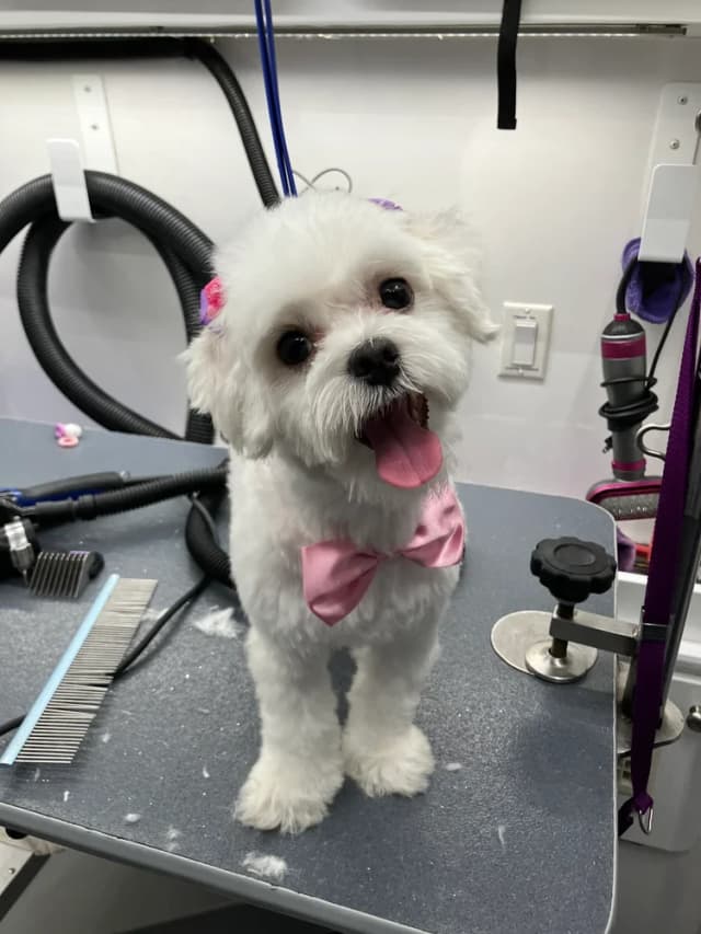 Groomed dog 19