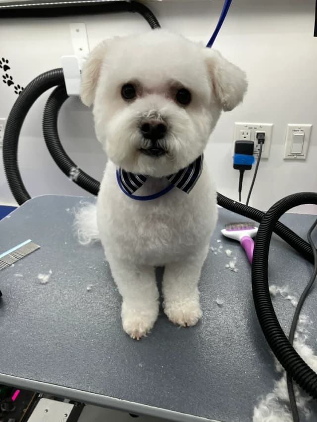 Groomed dog 20