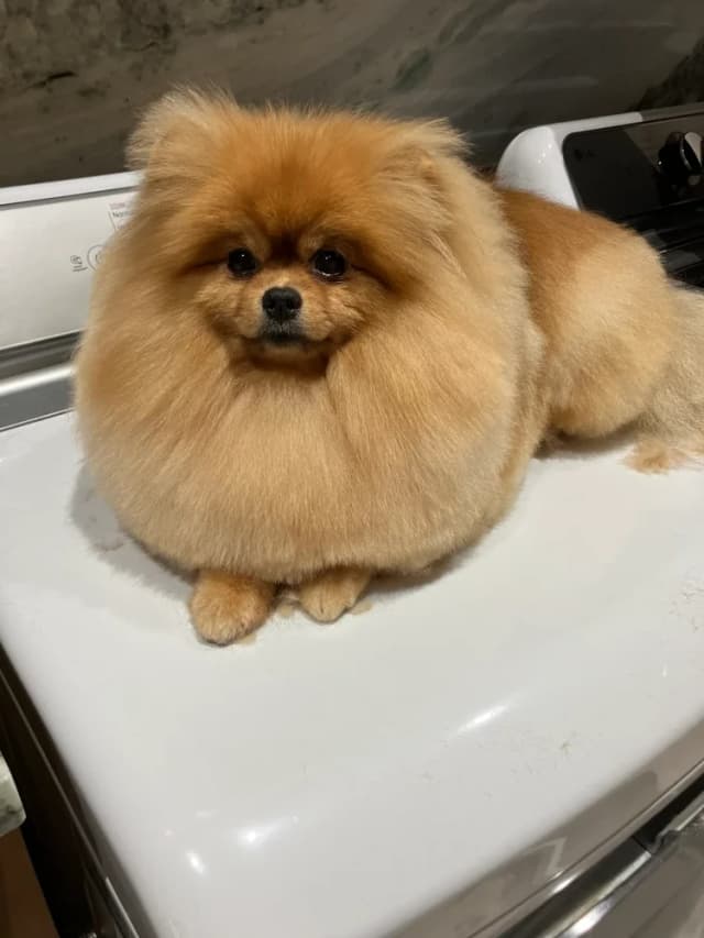 Groomed dog 21