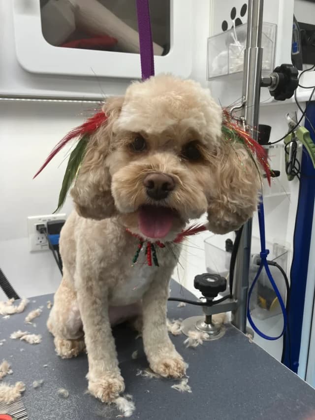 Groomed dog 22