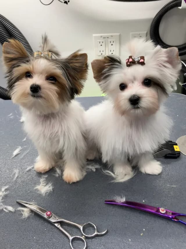 Groomed dog 23