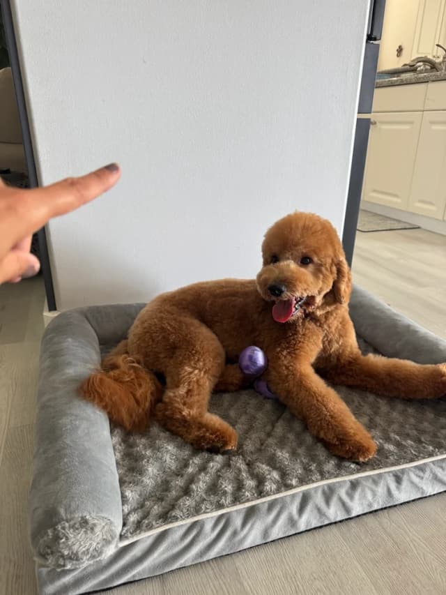 Groomed dog 24
