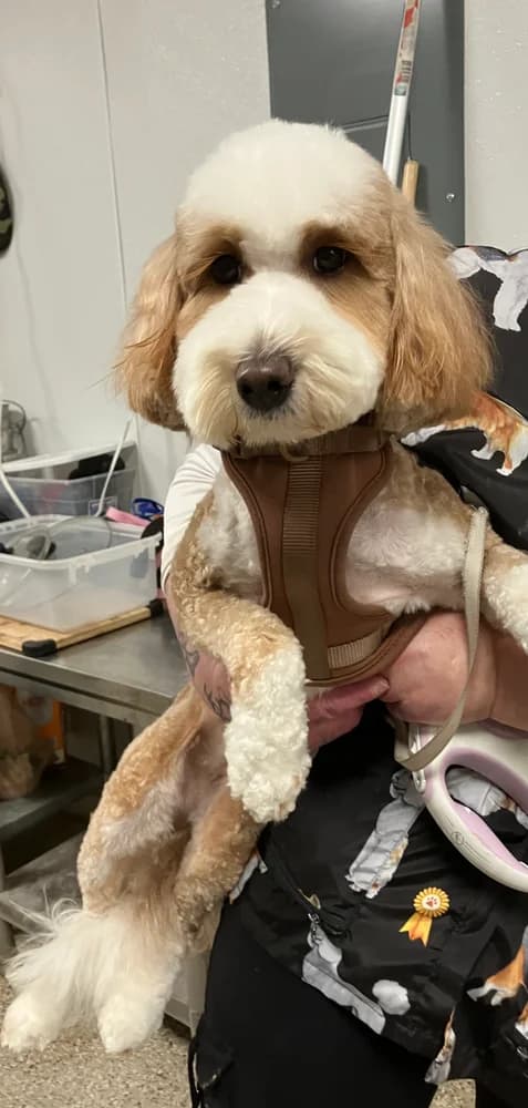 Groomed dog 25