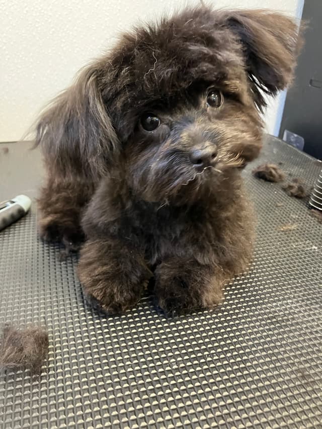 Grooming service 1